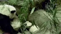 Beibei, Bayi Panda Lucu Belajar Berjalan