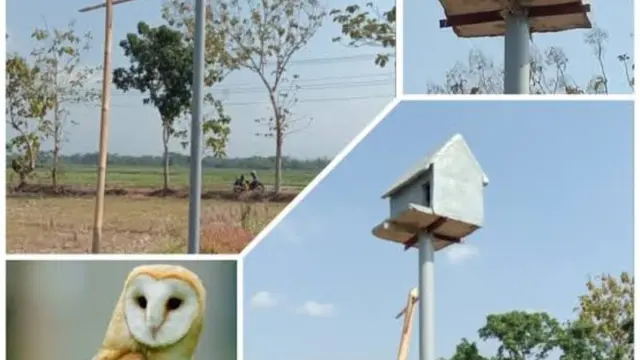 Bantuan 1.000 ekor burung hantu untuk bantu basmi hama tikus. (Foto: Kementerian PU)