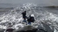 lumba-lumba terdampar di bali