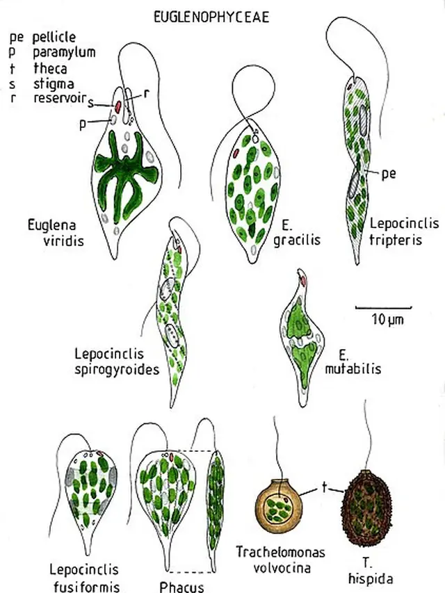 Euglenophyceae