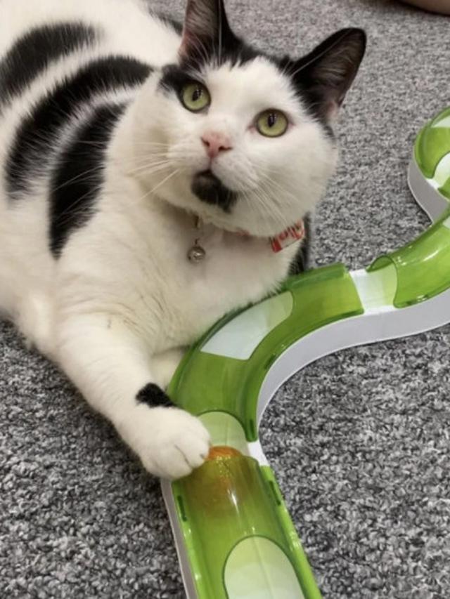 Punya Kucing Rakus, Wanita Ini Terpaksa Kunci Lemari Agar Makanannya Tak Dicuri