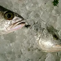 Di Jepang kini tengah heboh soal seekor ikan yang sudah dianggap mati dan dibekukan ke dalam kulkas tiba-tiba bisa hidup lagi!