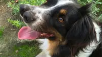 Anjing Unik Berhidung 2 yang Banyak Penggemar