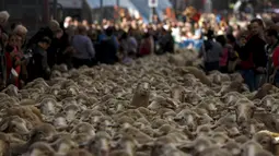 Seekor domba terlihat ditengah kawanannya saat parade tahunan di Madrid, Spanyol Minggu (25/10). Setiap tahunnya, para penggembala dan sekitar 2000 domba berdemo menentang perluasan wilayah perkotaan dan praktik pertanian modern. (REUTERS/Sergio Perez)
