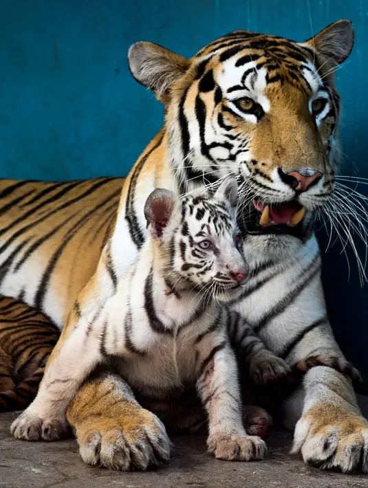 Anak harimau putih, Yanek bermain dengan induknya di Kebun Binatang Nasional Kuba di Havana pada 4 Juni 2021. Untuk pertama kalinya dalam 20 tahun, empat anak harimau lahir di kebun binatang dan di antaranya, seekor harimau putih betina yang langka bernama Yanek. (YAMIL LAGE/AFP)