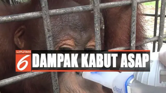 Puluhan orangutan yang mengalami infeksi kini dirawat lebih intensif dari tim medis yayasan BOS.