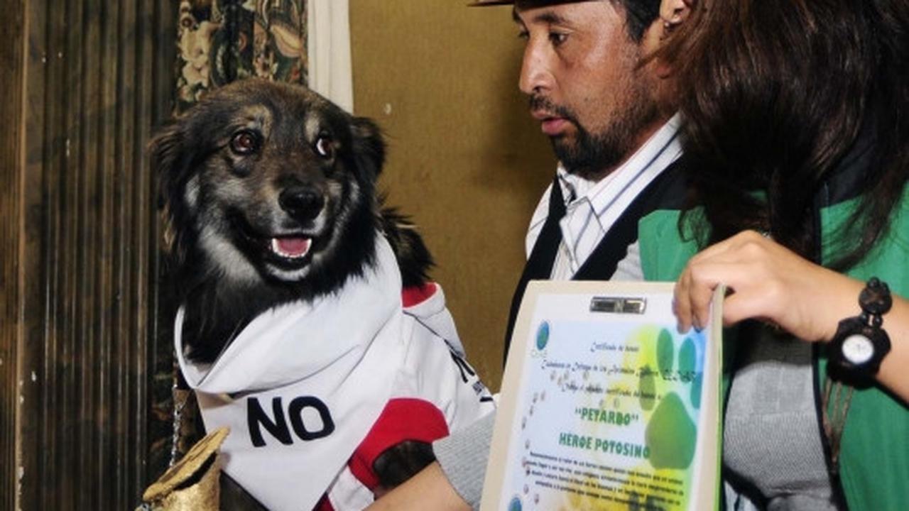 Anjing ini jadi simbol penolakan rakyat Bolivia atas Evo Morales