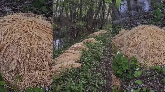Ratusan pon pasta dibuang di dekat sungai di Old Bridge, New Jersey, Amerika Serikat (AS).