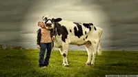 Blosom, Sapi Tertinggi yang Pernah Hidup