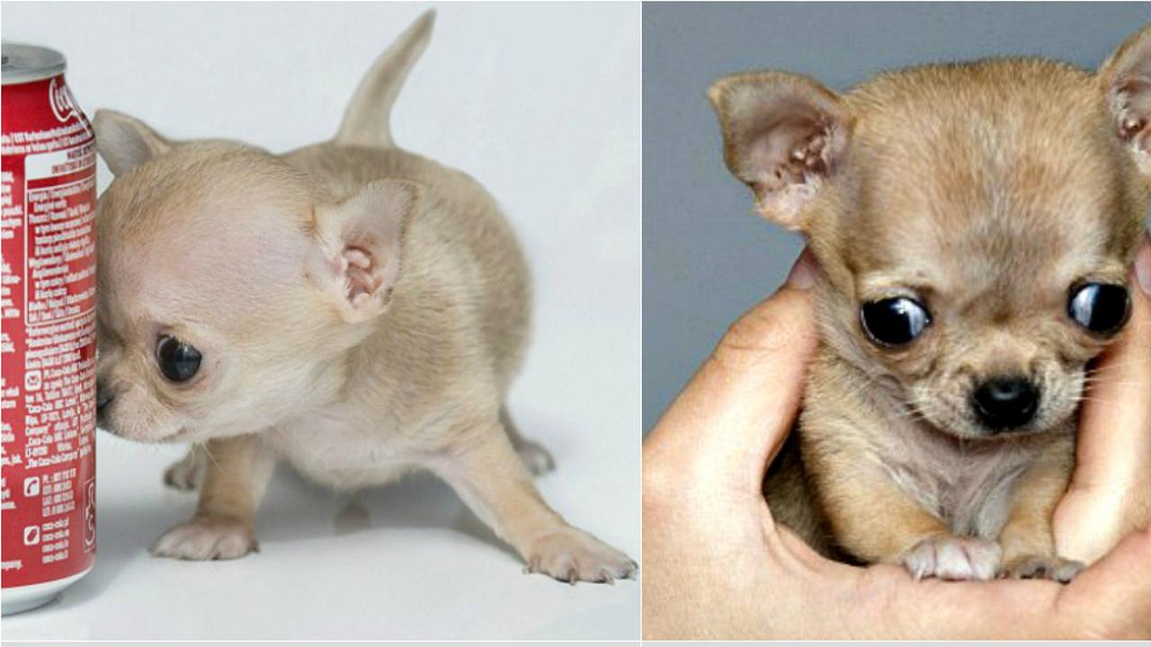 Toudi, Anjing Mungil yang Lebih Kecil dari Kaleng Minuman Ringan