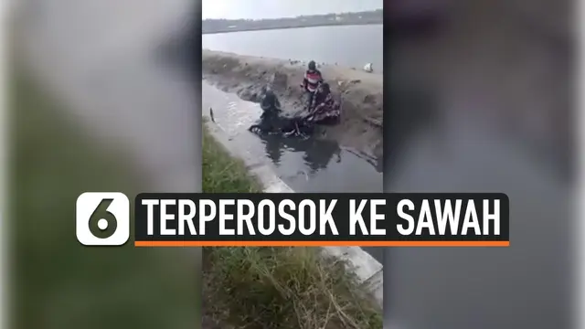 VIDEO: Bukannya Ditolong, Pemotor Terperosok ke Sawah Malah Jadi Tontonan