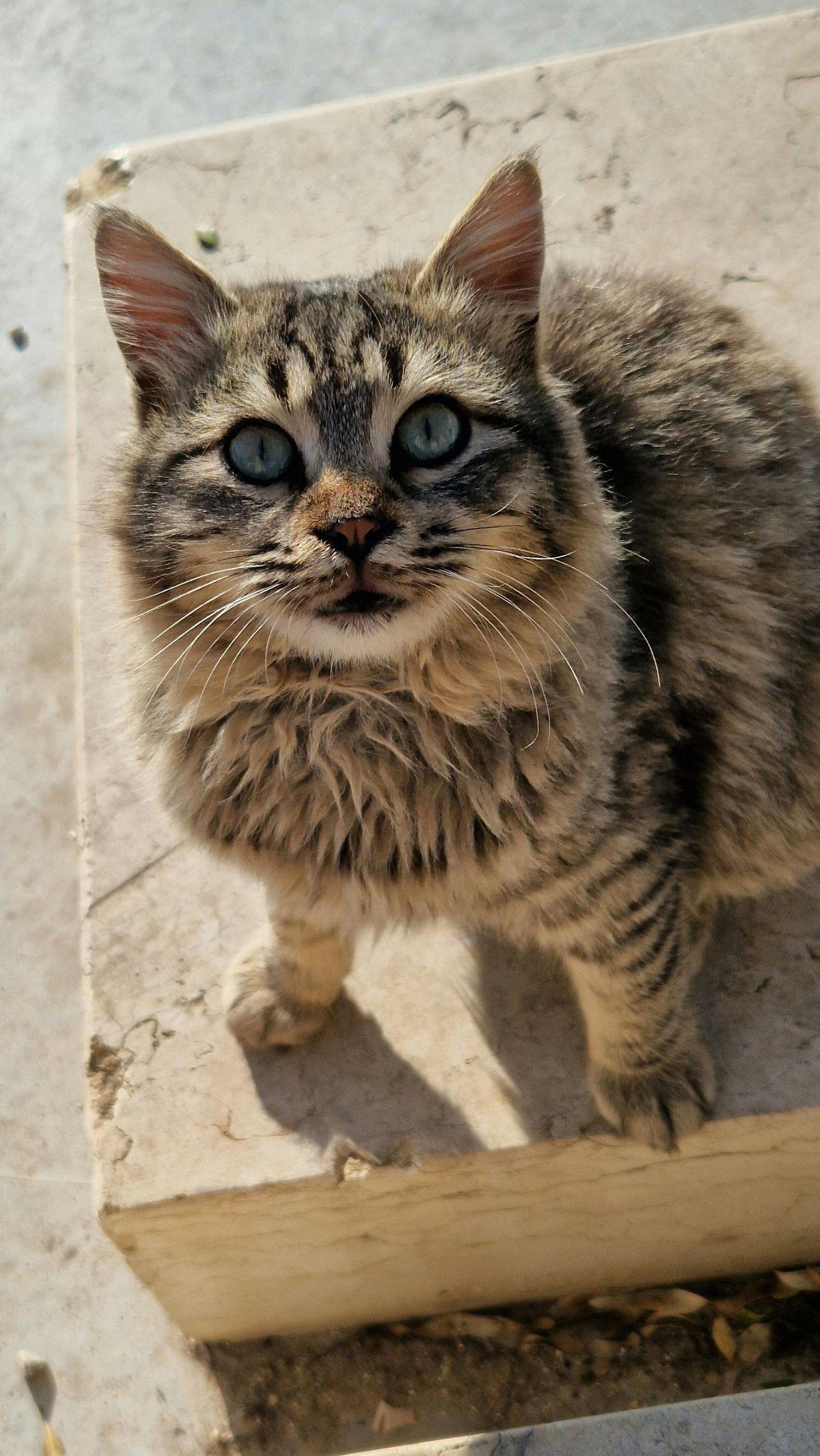 <b>Kucing Skogkatt</b>