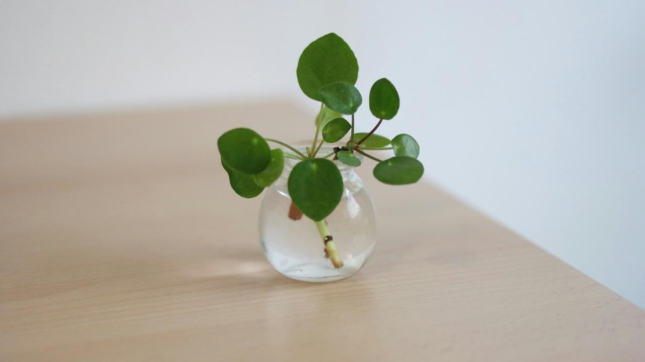 Pilea Peperomioides