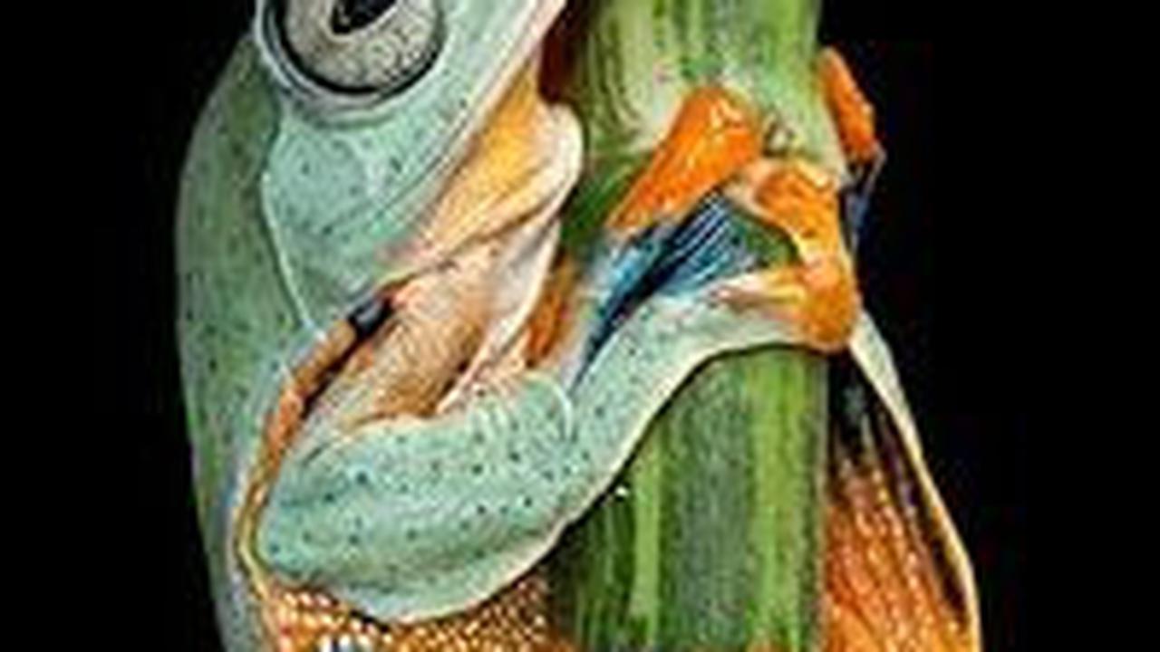 <b>Katak Terbang Wallace</b>