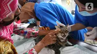 Petugas memeriksa seekor kucing saat melakukan vaksinasi antirabies terhadap hewan peliharaan di Kelurahan Rawa Jati, Jakarta, Sabtu (7/11/2020). Pemberian vaksin gratis tersebut untuk menghindari dan mengantisipasi penyebaran penyakit rabies kepada hewan peliharaan. (merdeka.com/Imam Buhori)