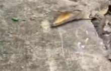 Ini Lokasi Tiga Buaya Muncul dari Trotoar Hancur Hendak Gigit Warga