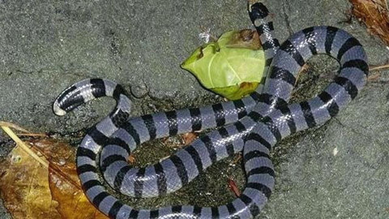 Bisa paling mematikan ular laut, anti bisa impor dari Australia