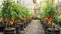 15 Tips Menanam Tomat di Polybag agar Berbuah Lebat, Solusi Agar Tanaman Produktif