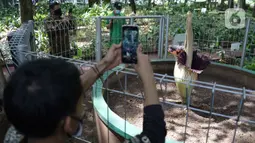 Pengunjung mengambil foto dari Bunga Bangkai (Amorphophallus Titanum) yang ada di kawasan Arboretum di Kementerian Lingkungan Hidup dan Kehutanan, Jakarta, Jumat (10/12/2021). Bunga bangkai yang dikirim dari Bengkulu tersebut merupakan jenis tumbuhan yang dilindungi. (Liputan6.com/Herman Zakharia)