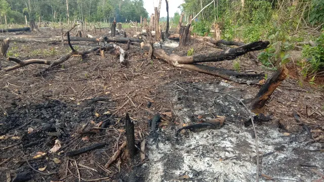 Lahan peladang di Kubu Raya. (Foto: Liputan6.com/Aceng Mukaram)