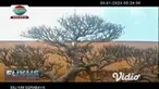 Kontes dan pameran ratusan pohon bonsai di Gresik, Jawa Timur menarik minat para pengunjung dan penggemar bonsai. Bentuknya yang unik dan eksotik membuat harga tanaman bonsai yang dipamerkan tersebut sangat fantastis antara Rp. 20-60 juta.