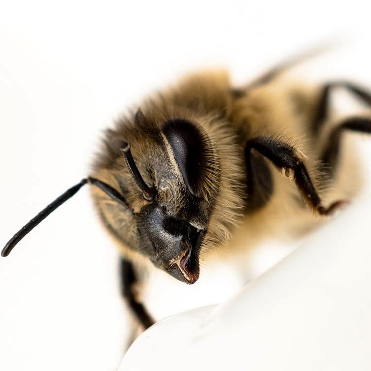 12 Arti Mimpi Lebah, Pertanda Keberuntungan - Ragam Bola.com