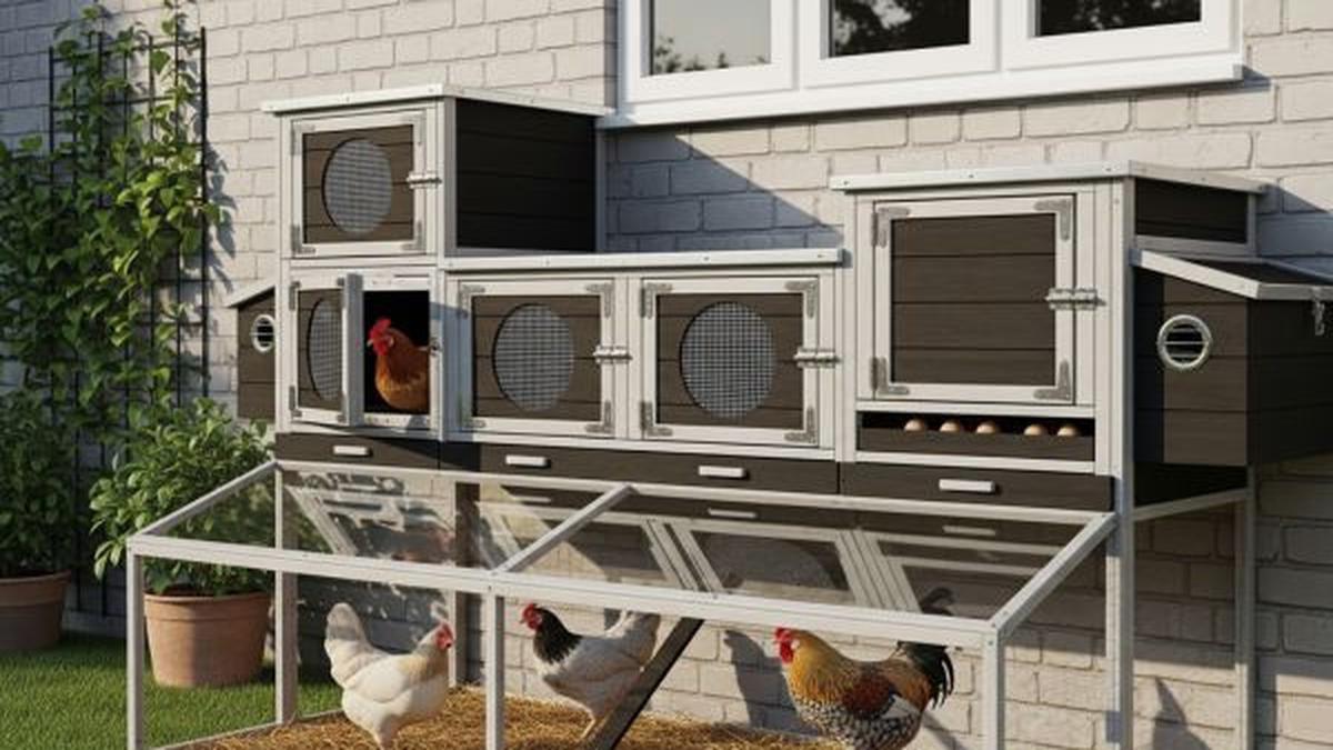 8 Model Kandang Ayam Nempel di Tembok Rumah Lahan Sempit, Pastikan Peliharaan Nyaman