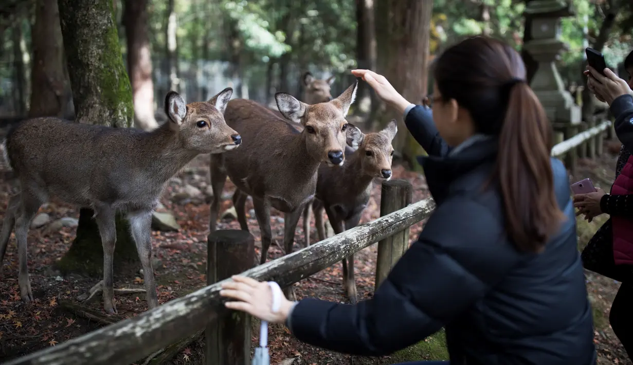 Seorang turis memberi makan rusa di taman Nara, kota Nara, Jepang pada 7 Desember 2018. Taman Nara yang memiliki luas 600 hektare ini, menjadi tempat tinggal bagi lebih dari 1.000 ekor rusa liar. (Behrouz MEHRI / AFP)