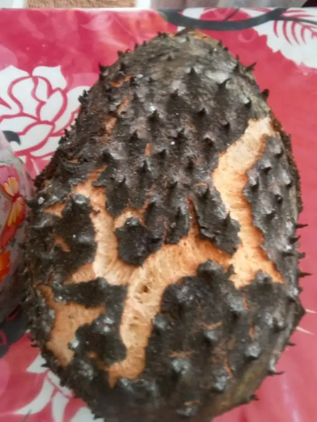 Cara Menanam Nangka Belanda di Halaman Rumah Ala Petani Pensiun