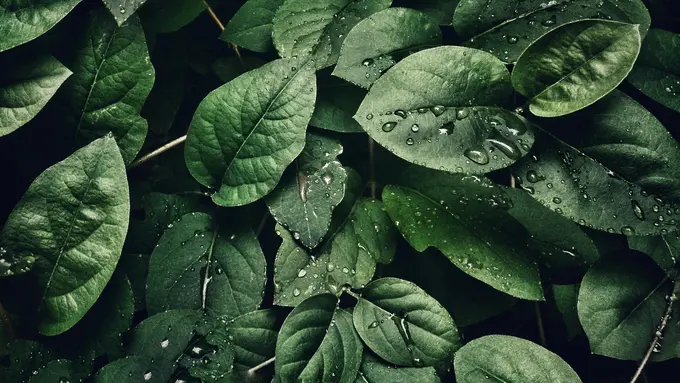 7 Tanaman Herbal Serbaguna yang Wajib Kamu Punya di Rumah