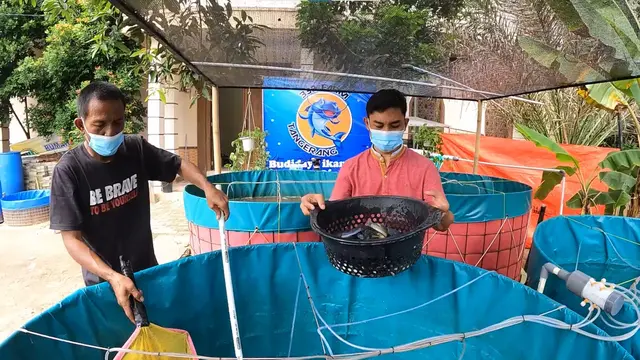 Budidaya Lele Bioflok