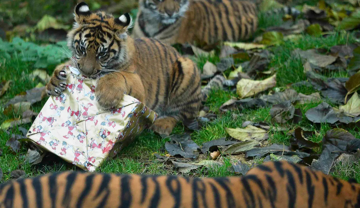 Seekor anak Harimau Sumatera bermain dengan kado hadiah natal di Kebun Binatang London, London, Inggris, Kamis (15/12). Menjelang natal, Kebun Binatang London memberikan kado kepada satwa penghuni tempat tersebut. (Reuters/Hannah McKay)