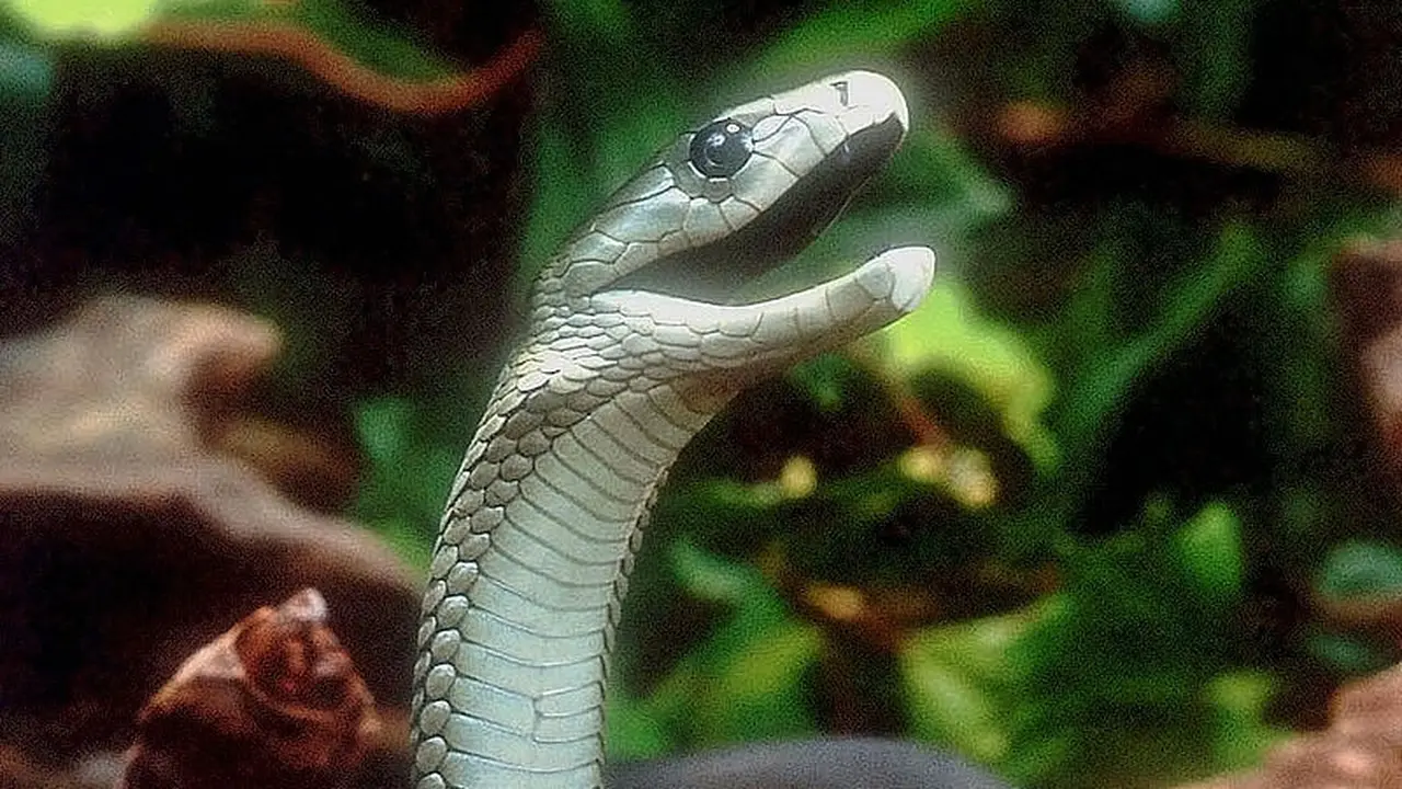 Ular Black Mamba