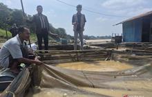 Puluhan Ton Ikan Keramba Mati Akibat Dugaan Pencemaran Sungai Batanghari