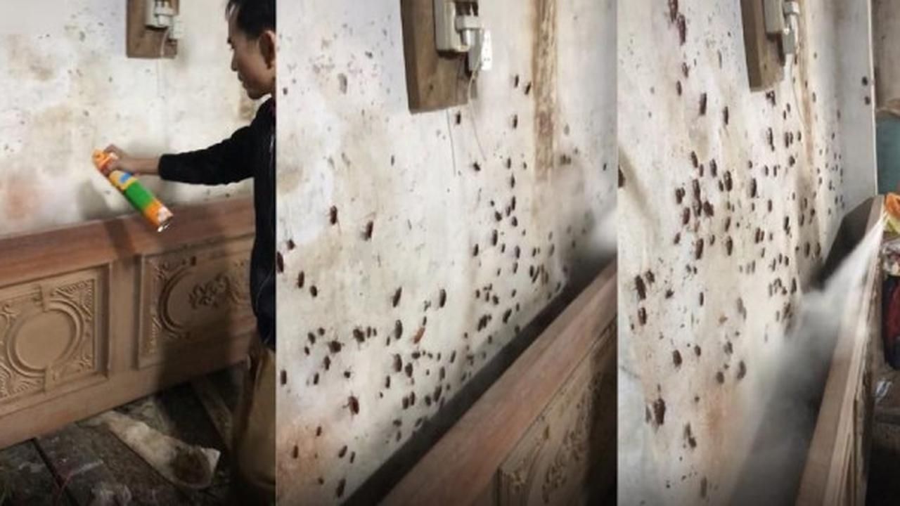 Aksi Pria Basmi Ratusan Kecoak Ini Bikin Bergidik, Viral di Media Sosial