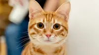 300+ Orange Cat Names for Your Little Tiger at Home