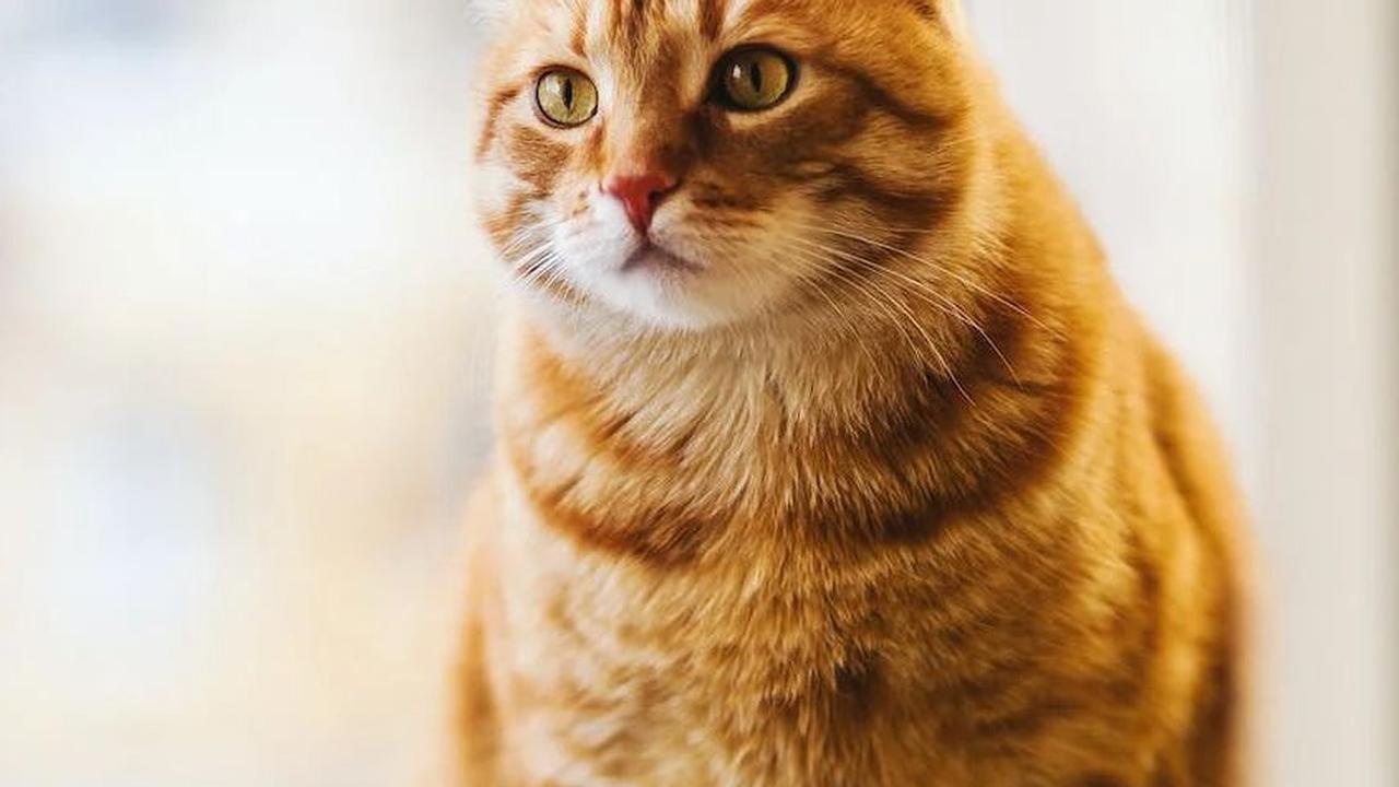 Kucing merupakan hewan peliharaan yang sangat populer di seluruh dunia. Namun, sebagai pemilik kucing, kita harus selalu memperhatikan kesehatan mereka. Salah satu penyakit yang sering kali terlewatkan adalah kucing cacingan.