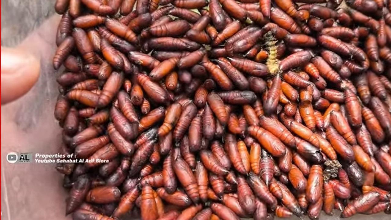 Hanya Muncul Setahun Sekali, Begini Serunya Berburu Ungker di Pelosok Hutan Jati Blora