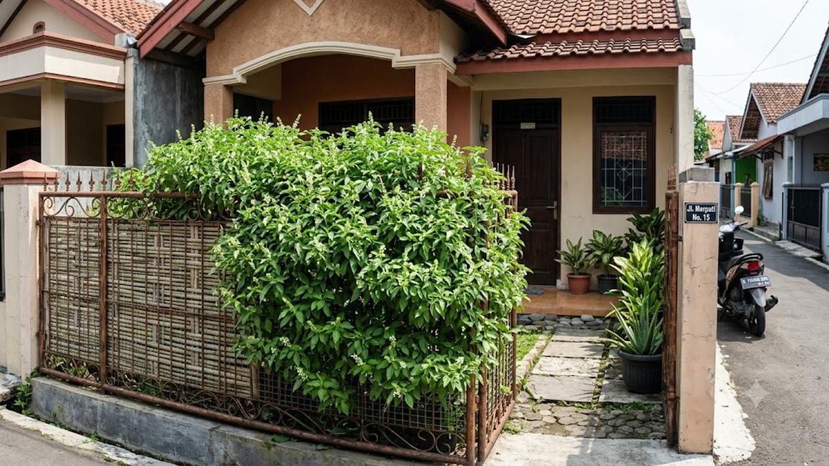 12 Tanaman yang Cocok untuk Pagar Hidup Sekaligus Pengusir Nyamuk, Alternatif Alami