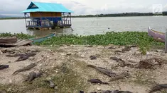 Sejumlah ikan mati di pinggir danau Limboto yang mengalami pendangkalan yang begitu luar biasa di Gorontalo, Kamis (20/12). Ribuan ekor ikan mati dan hal ini pun sangat berdampak pada pendapatan Nelayan Danau Limboto. (Liputan6.com/Arfandi Ibrahim)