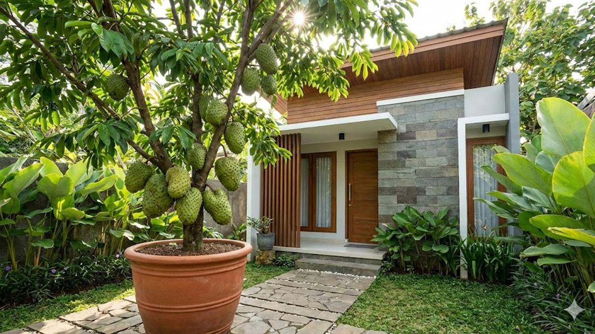 7 Cara Merangsang Pohon Sirsak agar Berbuah di Luar Musim, Dijamin Berhasil