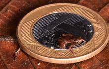 Katak Brazil Ini Lebih Mungil dari Kutu Manusia, Calon Vertebrata Terkecil di Bumi