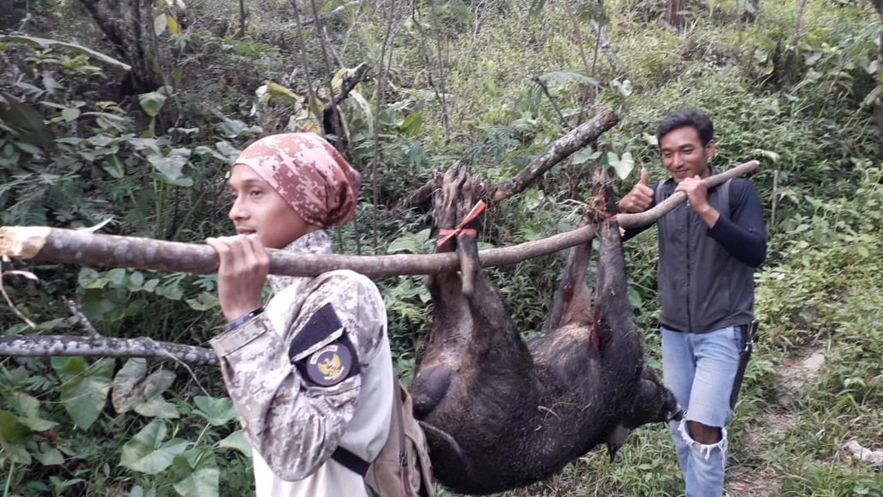 Sebanyak 30 ekor celeng, di Dawuhan, Wanayasa, Banjarnegara berhasil ditangkap pada September 2019. (Foto: Liputan6.com/Supriyanto untuk Muhamad Ridlo)