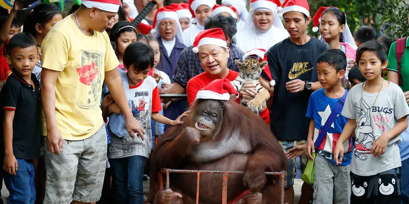 Menggemaskan, Orangutan Gembrot ini Ikut Rayakan Hari Natal Bersama Anak-Anak