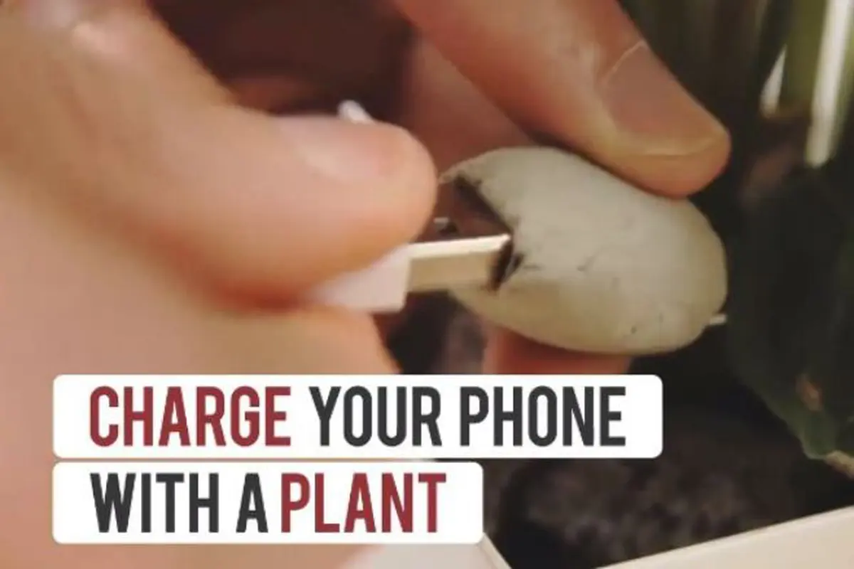 Ramah Lingkungan, Ternyata Tanaman Bisa Buat Nge'charge' Hape