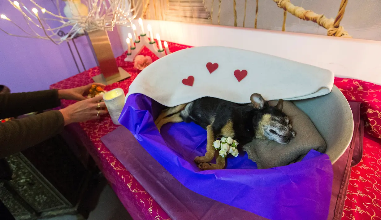 Seekor anjing Chihuahua, Chico dibaringkan di sebuah keranjang khusus penuh hiasan di Krematorium Samsara Eternity di Soignies, 8 April 2016. Di rumah duka ini, persemayaman dan  pemakaman hewan peliharaan dilakukan secara eksklusif. (REUTERS/Yves Herman)