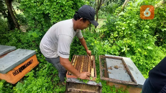 Zaini peternak lebah madu di Desa Wongsorejo, Banyuwangi memanen madu dari lebah yang diternaknya (Hermawan Arifianto/Liputan6.com)