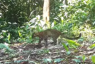 Polda Jawa Barat telah menangkap lima orang yang diduga terlibat perburuan liar di kawasan hutan Pegunungan Sanggabuana, Kabupaten Karawang. Kelima orang itu ditangkap setelah rekaman video macan tutul jawa yang berjalan pincang viral di media sosial. (Foto: Tangkapan Layar Sosmed)