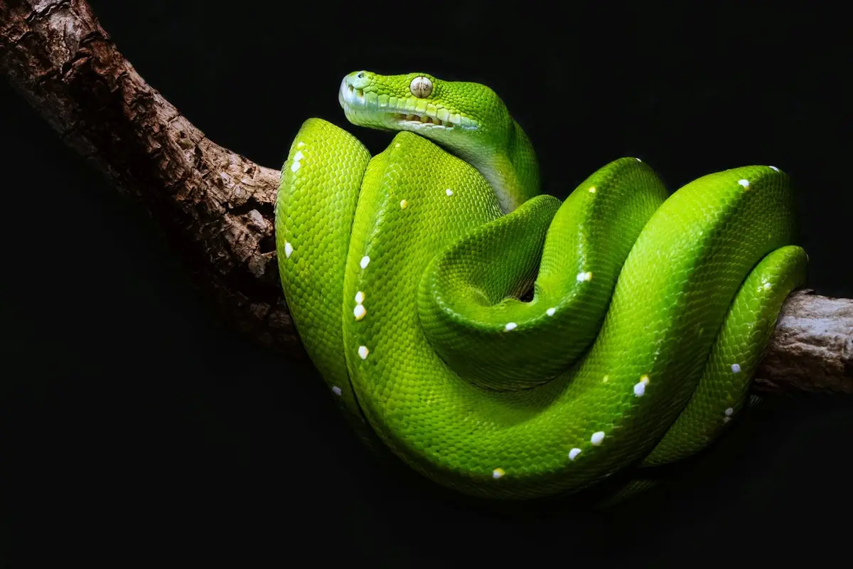 Green Tree Python