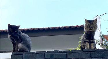 026067600_1683082782-Kucing_David